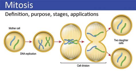 how many cells produced in mitosis|mitosis / cell division .